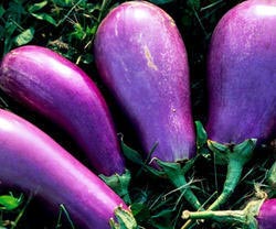 Fresh Eggplant