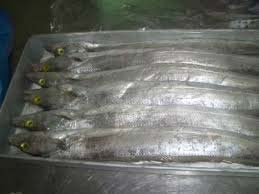 Frozen Ribbon Fish