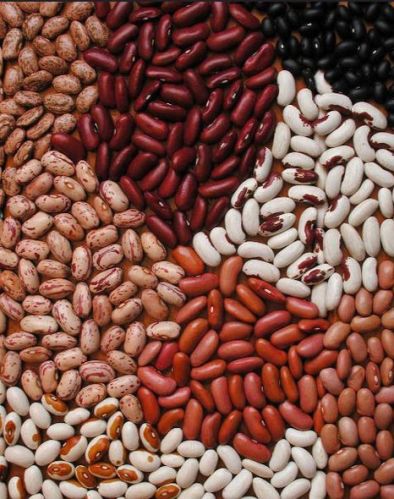 Kidney beans, Packaging Type : Bag Or Can