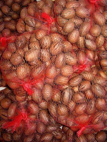 Pecan Nuts