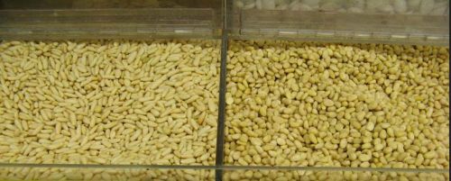 Pine nuts, Processing Type : Dried