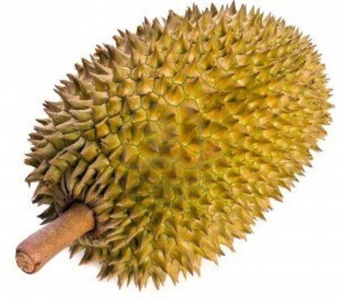 Fresh Durian Fruit