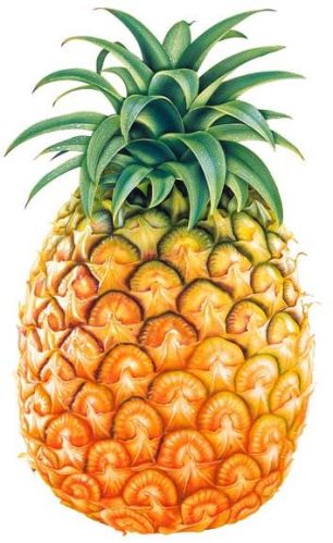 Fresh pineapple, Storage Condition : Natural