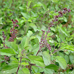 Tulsi