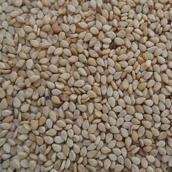 Natural White Sesame Seeds