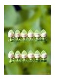 Stevia Extract & Stevioside