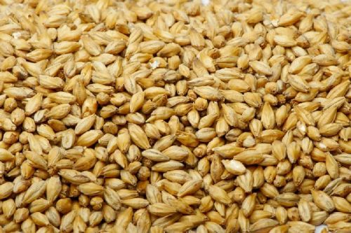 Feed Barley For Animal Feed and Human Consumption