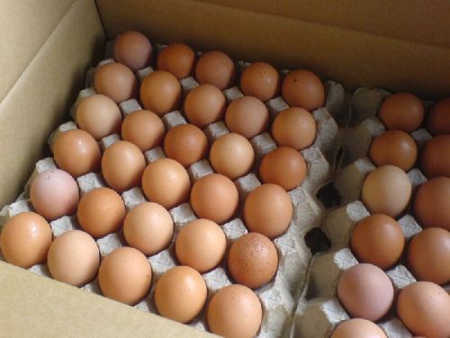 Fresh Chicken Table Eggs/Fresh Chicken Hatching EGGS