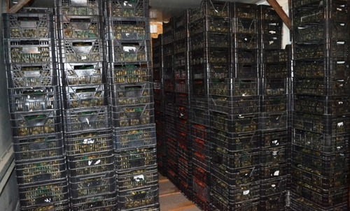 Frozen Snail Meat, Packaging Type : Pallets