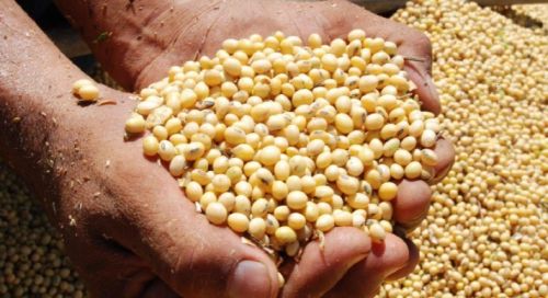 Soybean Grade GMO Suitable For Human Consumption