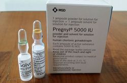 Pregnyl Injection