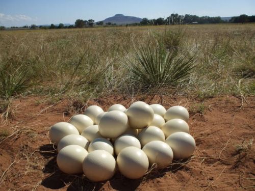 Fertilized Ostrich Eggs
