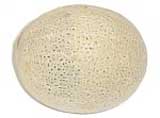 Cantaloupe