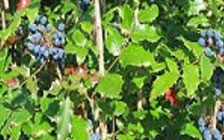 Berberine hydrochloride