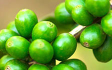 Green Coffee Bean Extract