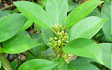 Gymnema Sylvestre, Certification : ISO-9001: 2008 Certified