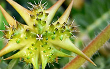 Tribulus Terrestris