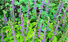 Tulsi Extract,tulsi Extract