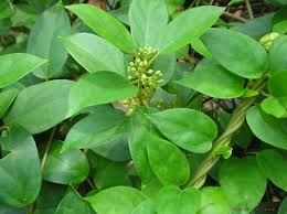 Gymnema Sylvestre Extract
