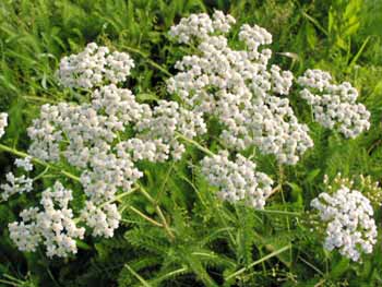 Expectorant Medicine, Grade : Pharma Grade