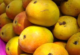 Alphonso Mangoes, Feature : Extremely Sweet, Pure Juicy.