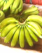 Organic Fresh Banana, Feature : Absolutely Delicious, Easily Affordable, High Value