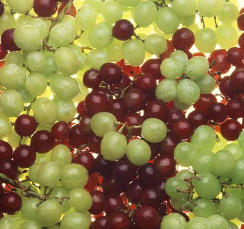 Organic Fresh Grapes, Packaging Type : Net Bag, Plastic Box