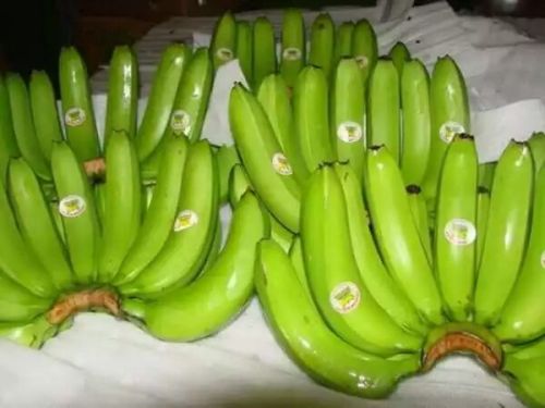 Indian Banana