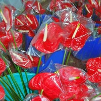 Fresh Anthuriums, For Decorative, Size : Mini, Small, Medium, Large, Extra Large