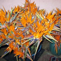 Fresh Bird Of Paradise Flowers, For Decorative, Garlands, Occasion : Birthday, Party