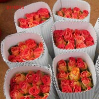 Fresh Rose Flowers