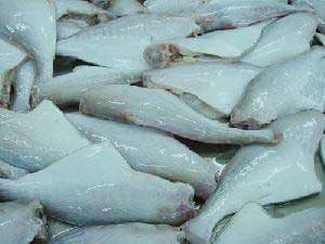 Frozen Leather Jacket Fish