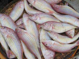 Frozen Threadfin Bream, For Cooking., Human Consumption, Feature : Delicious Taste., Protien