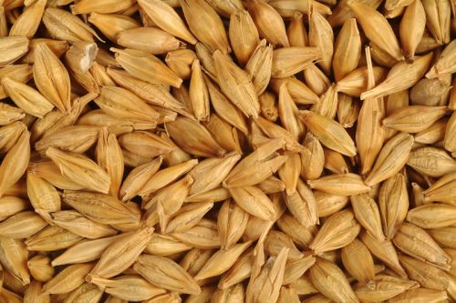 Barley Seeds, Quality : A Grade