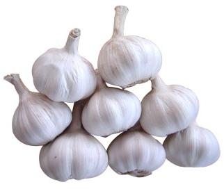 Fresh garlic, Country of Origin : India