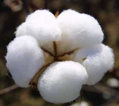 Raw cotton, Application : Filling Material