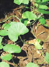 Centella Asiatica