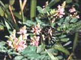 Indigofera Tinctoria