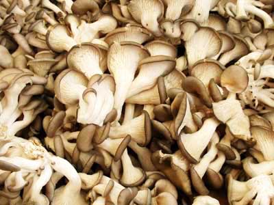 Dried Oyster Mushroom, Quality Available : A Grade, Form : Sliced