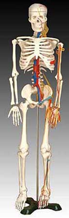 KK-004: Medium Skeleton With Nerves and Blood Vessels 85cm T