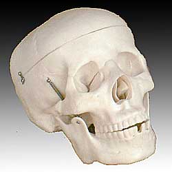 KK-006: Life-size Skull