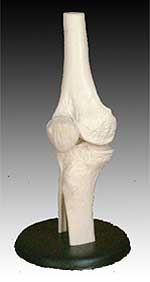 KK-010: Life-size Knee Joint