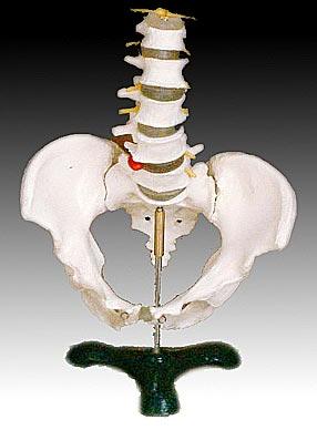 Pelvis With 5pcs Lumbar Vertebrae Model