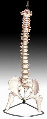 KK-027: Life-size Vertebral Column With Pelvis and Femur Hea