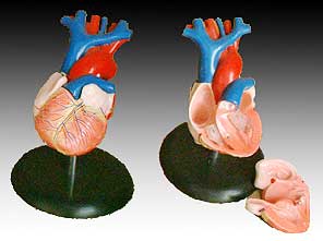 KK - 046 : Life-Size Heart Model