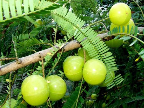 Fresh Amla, Packaging Size : 5-20kg