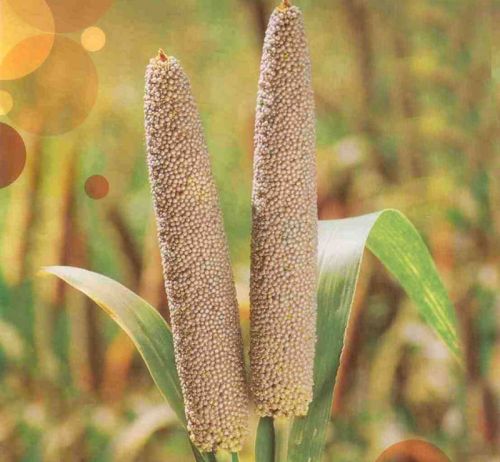 Pearl Millet