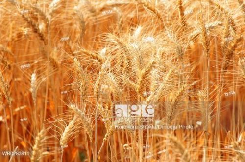 Shreeji Impex Wheat, Packaging Type : 10 KG To 50KG