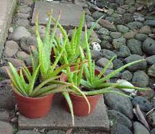 Aloe Vera Baby Plant