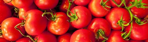 Tomatoes, Type : Vegetable